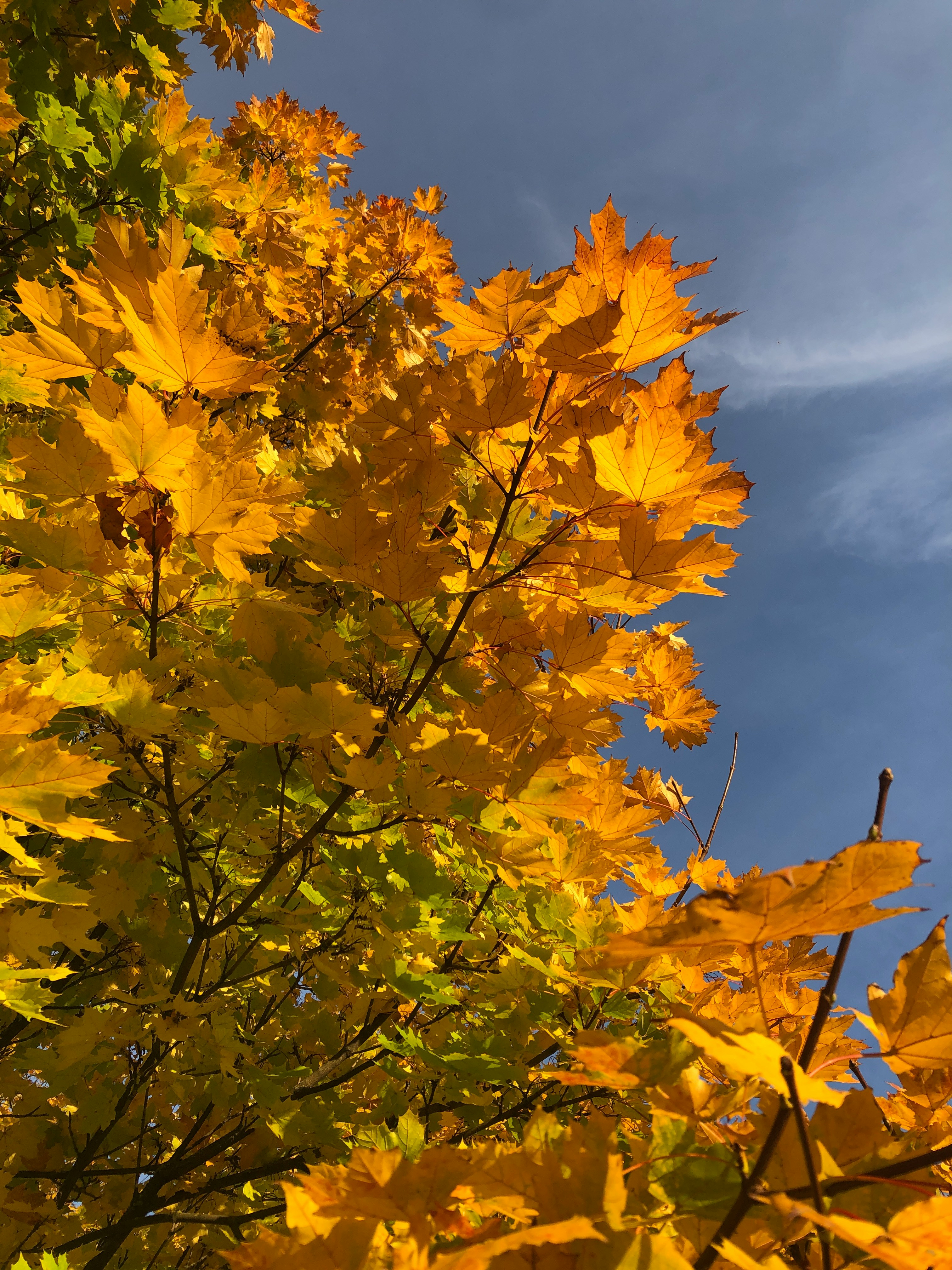 Korean Maple Fall Colour — Seoraksan