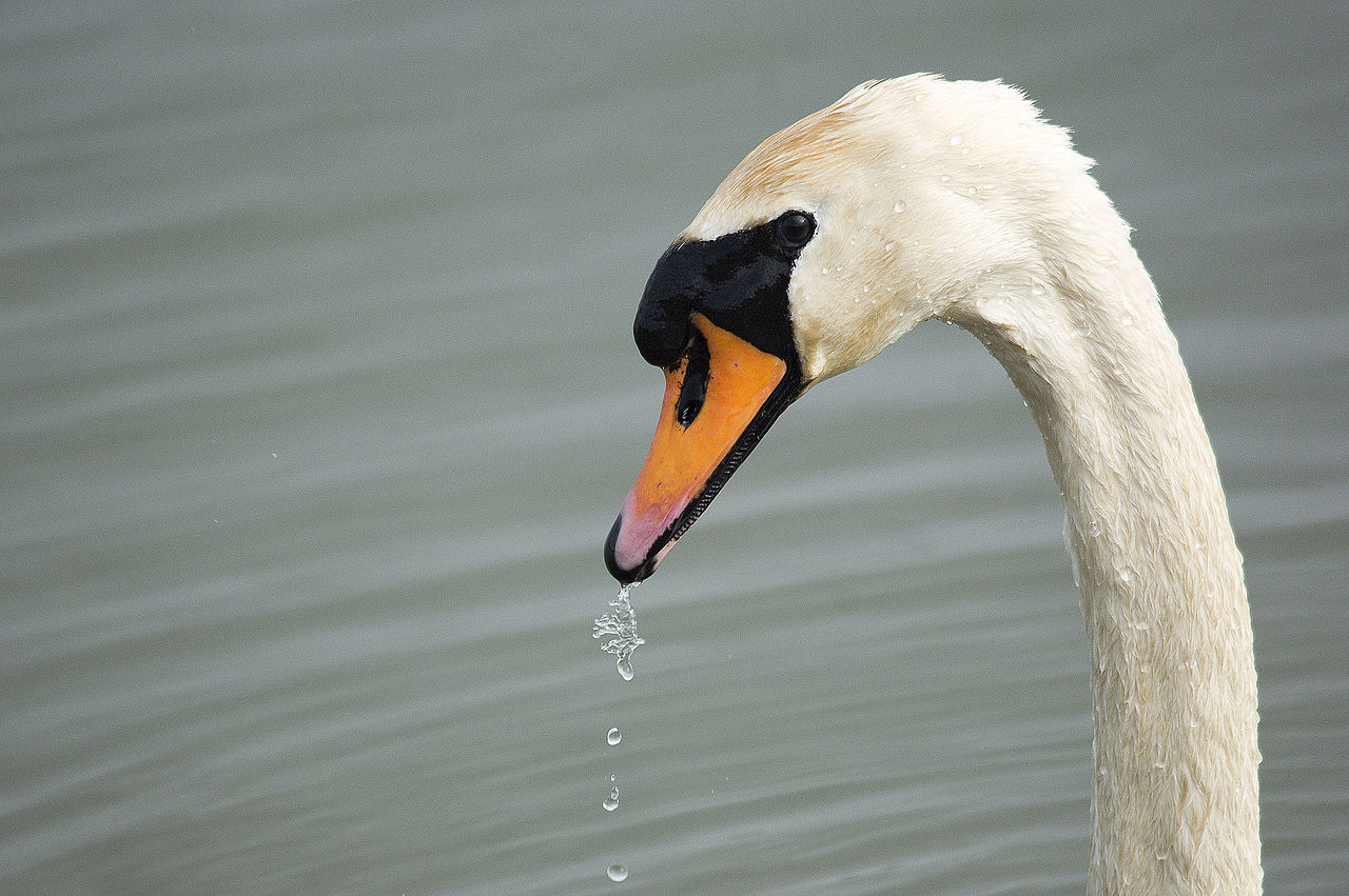 Mute Swan Wintering — Cheonan