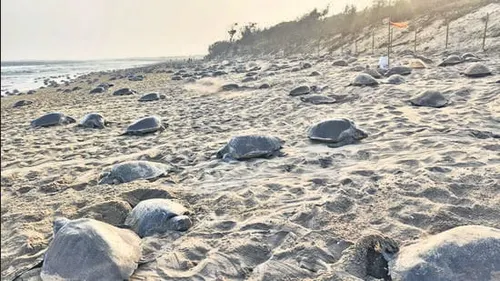 Olive Ridley Arribada — Odisha