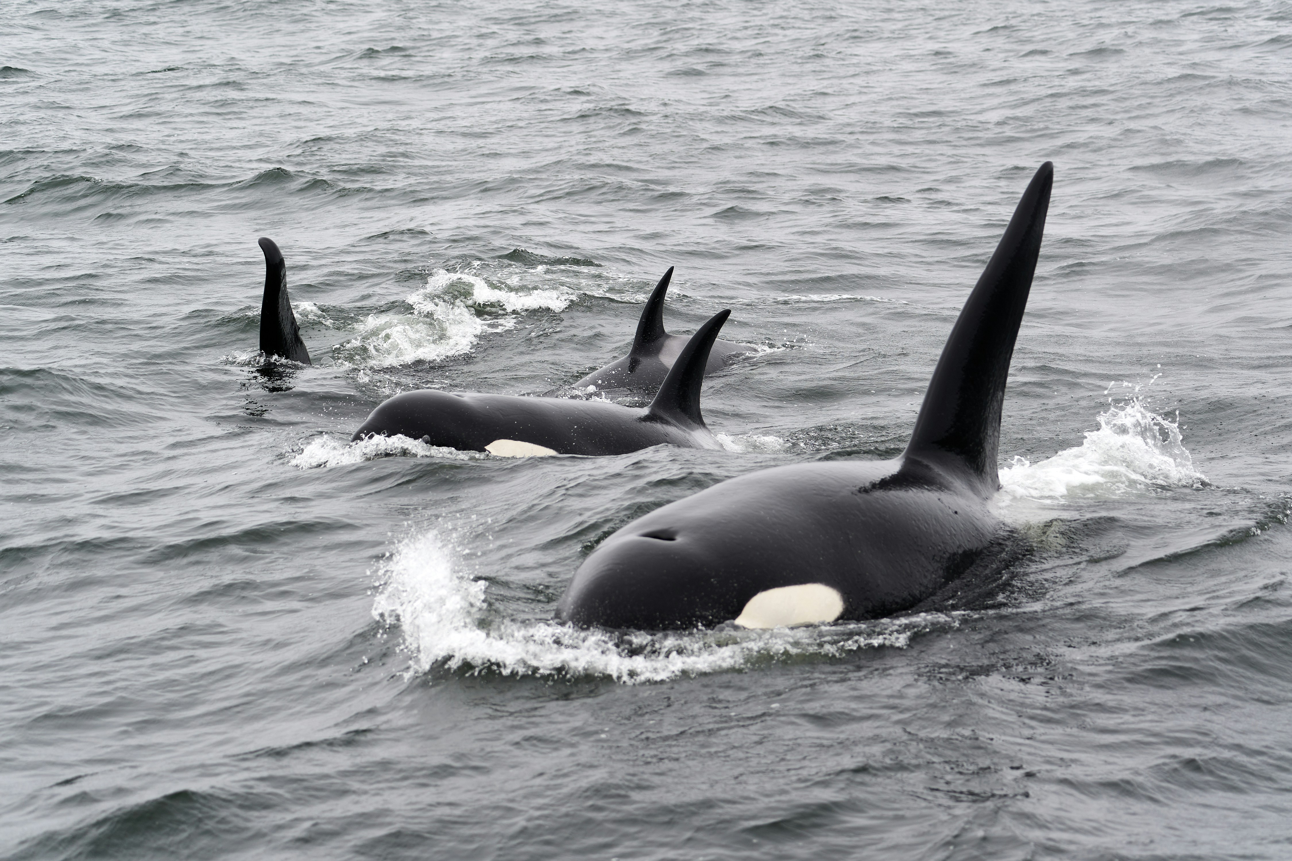 Orca Canyon Feeding Frenzy — Bremer Bay