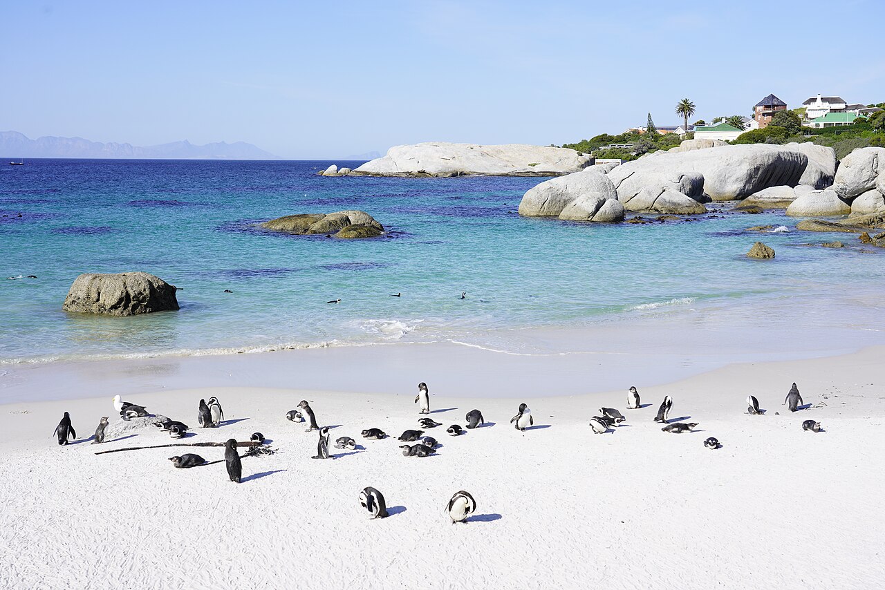 Penguin Colony — Punta Tombo