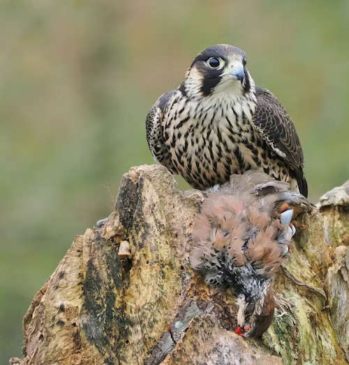 Peregrine Falcon Nesting — Saxon Switzerland, Sachsen