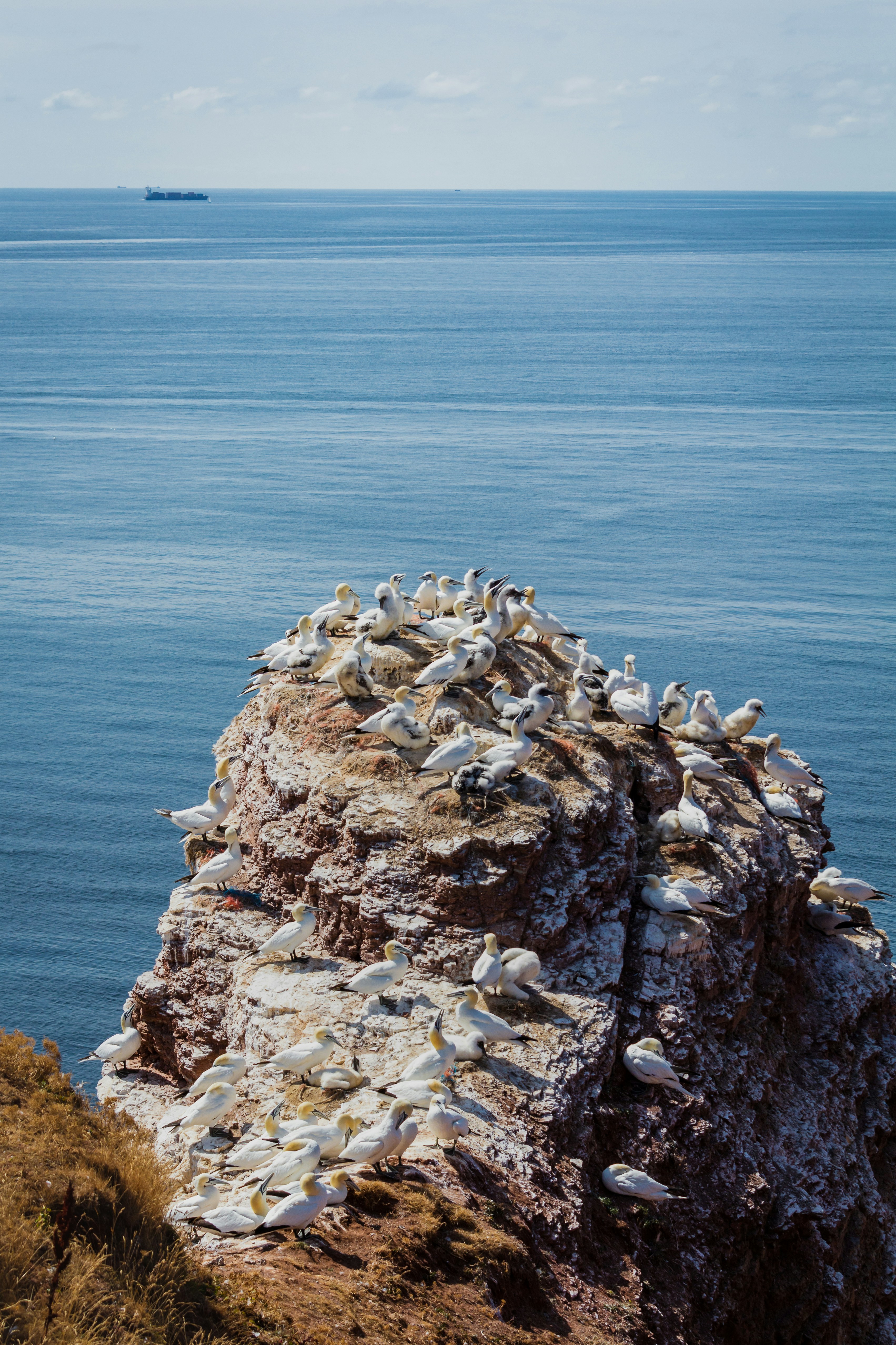 Rügen Chalk Cliffs & Seabird Colony — Jasmund National Park