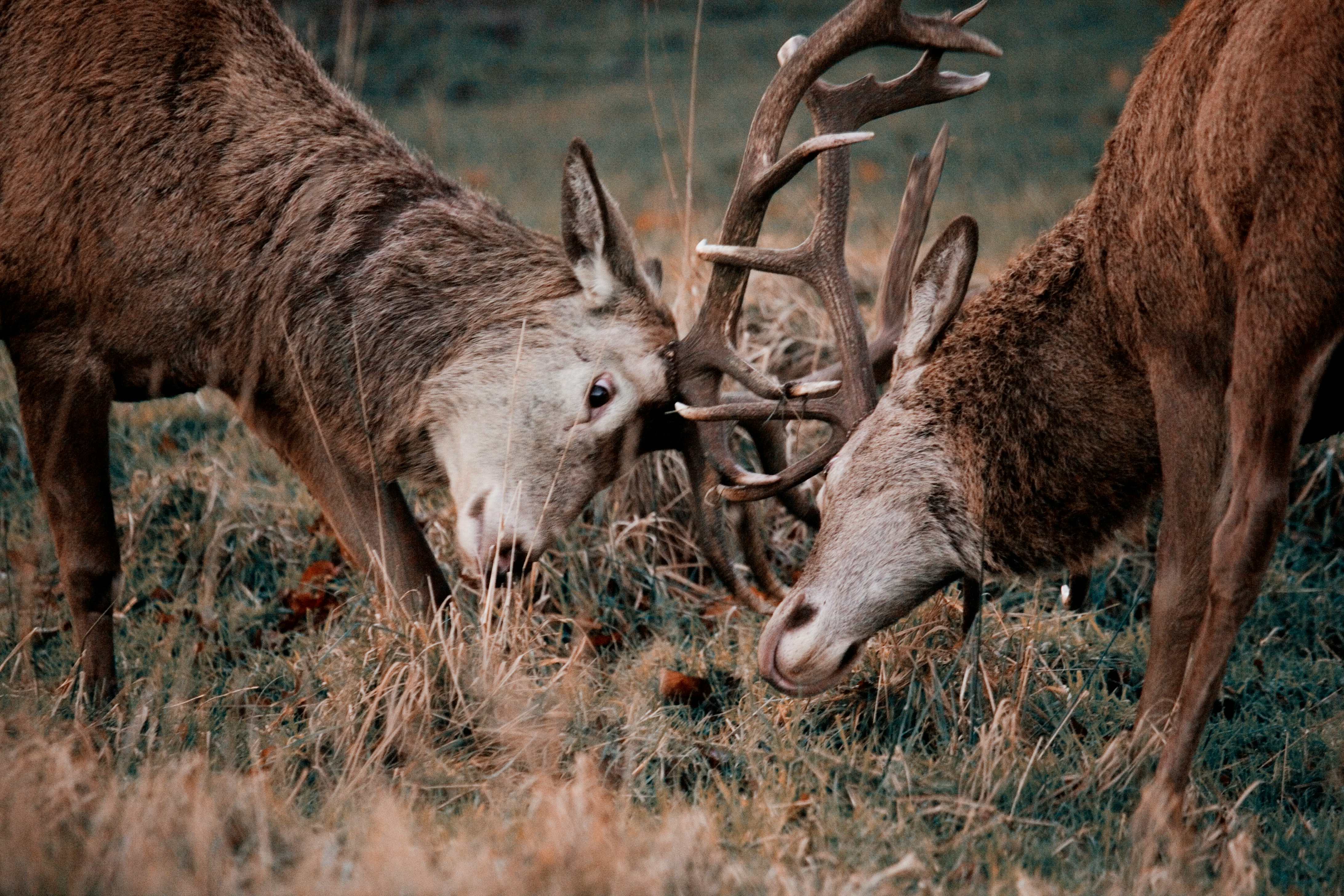 Red Deer Rut — Harz National Park, Niedersachsen & Sachsen-Anhalt