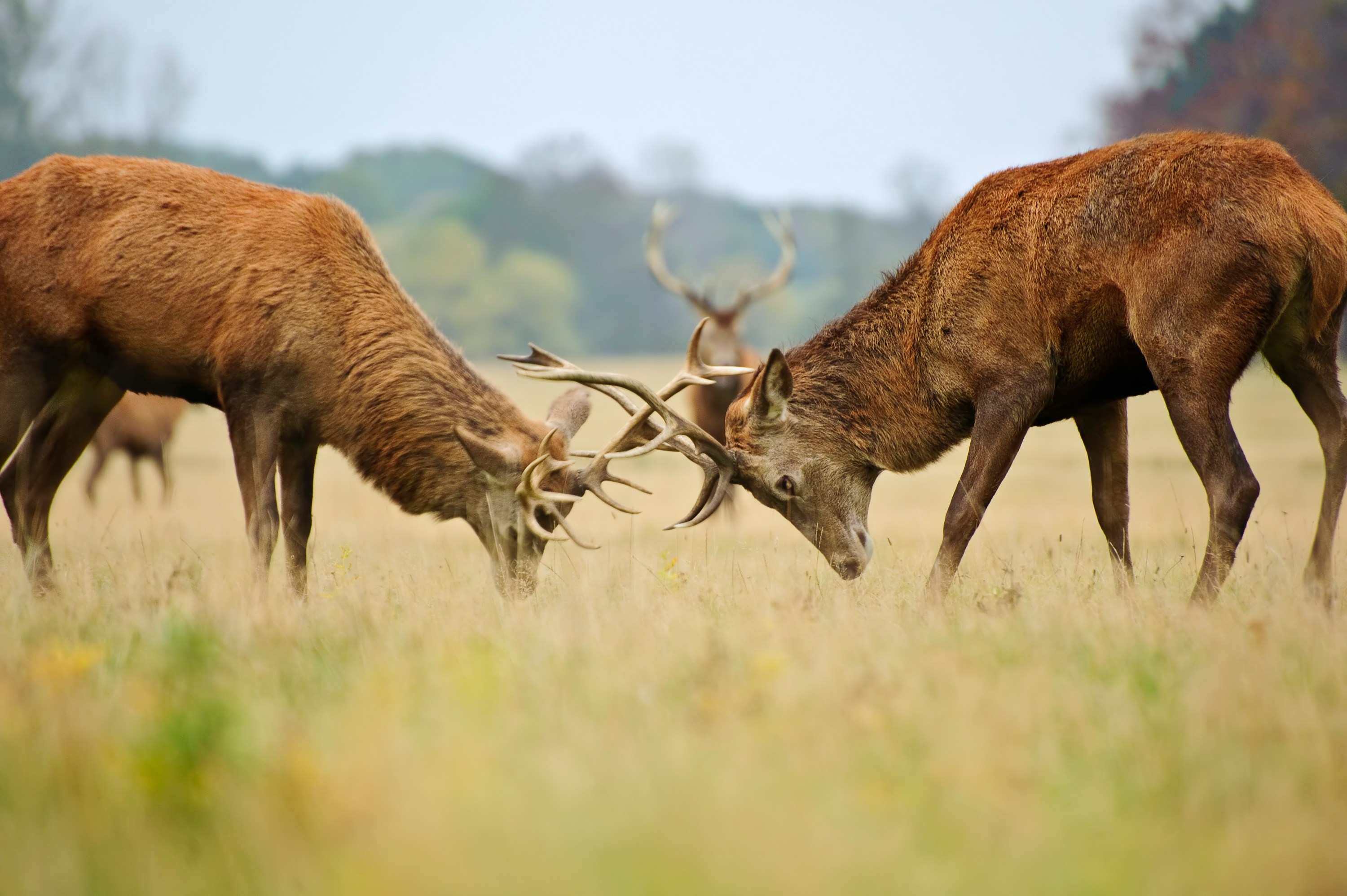 Red Deer Rutting — Exmoor