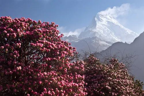 Rhododendron Bloom — Sikkim Himalayas