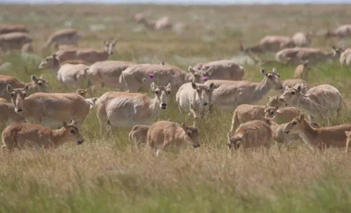 Saiga Antelope Migration — Kazakhstan