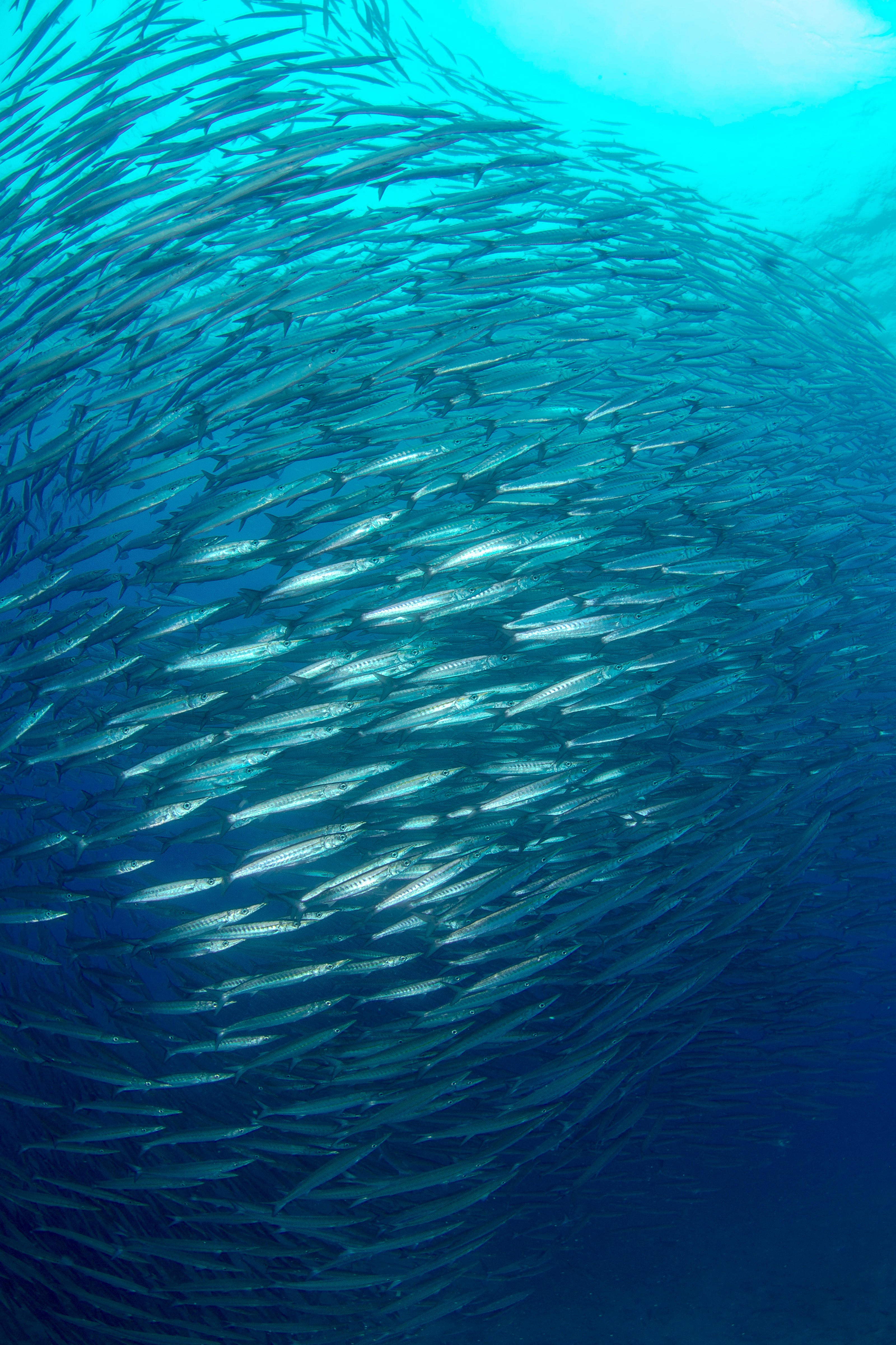 Sardine Run
