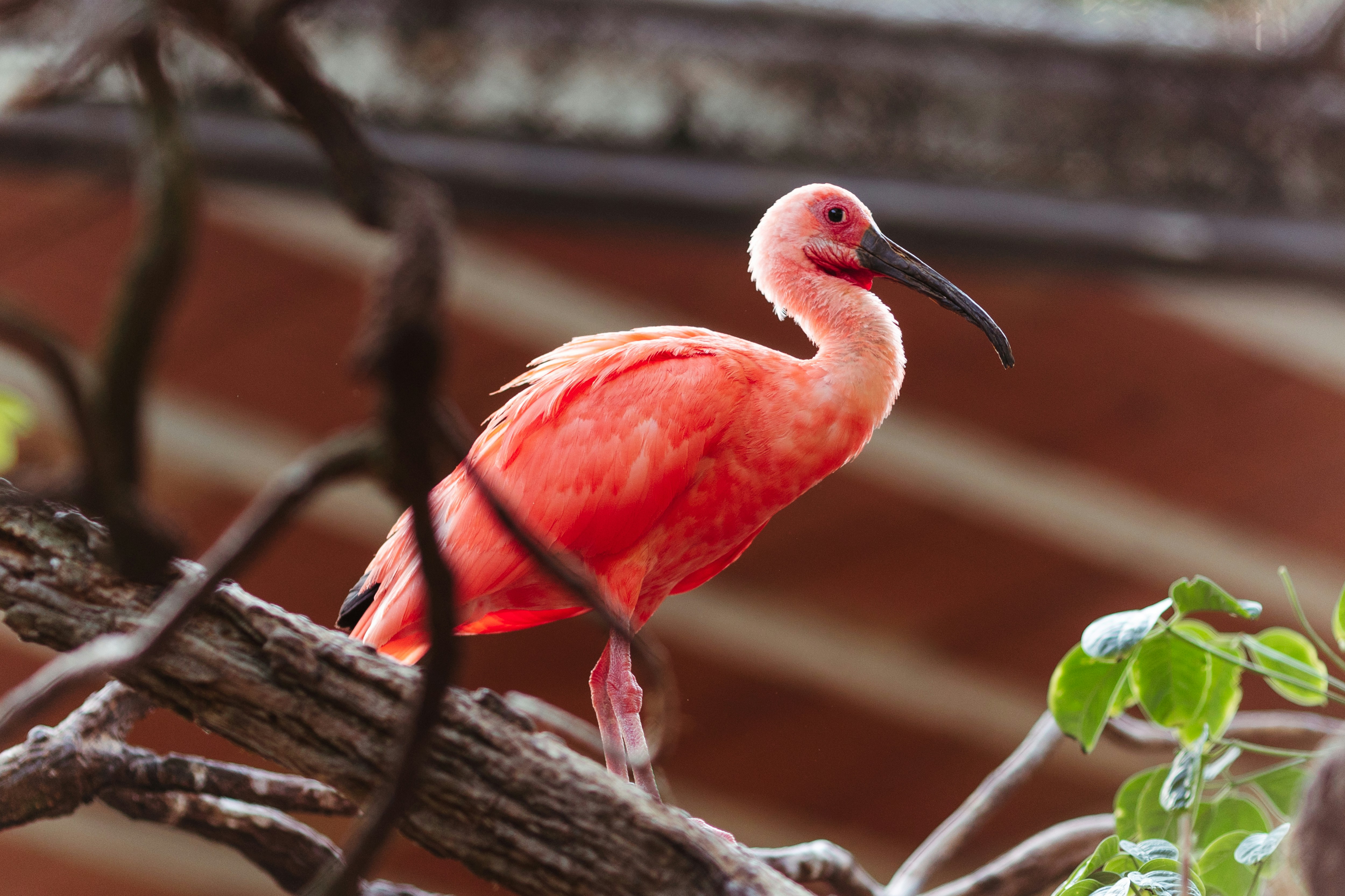 Scarlet Ibis Roosting — Caroni Swamp