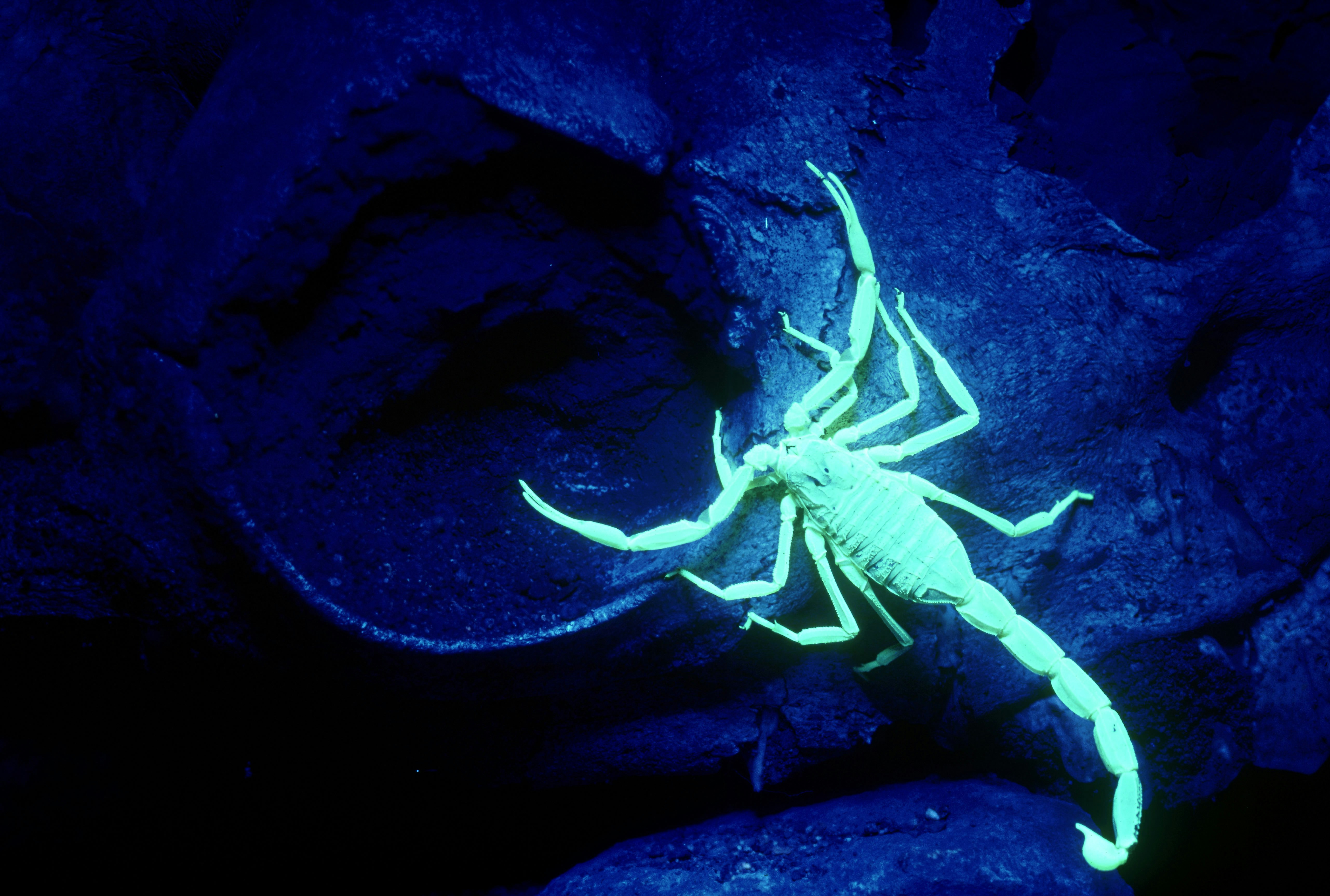 Scorpion Fluorescence Night — Namib