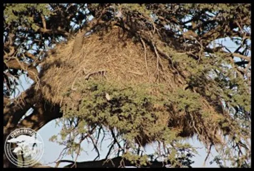 Sociable Weaver Nest Building — Kalahari