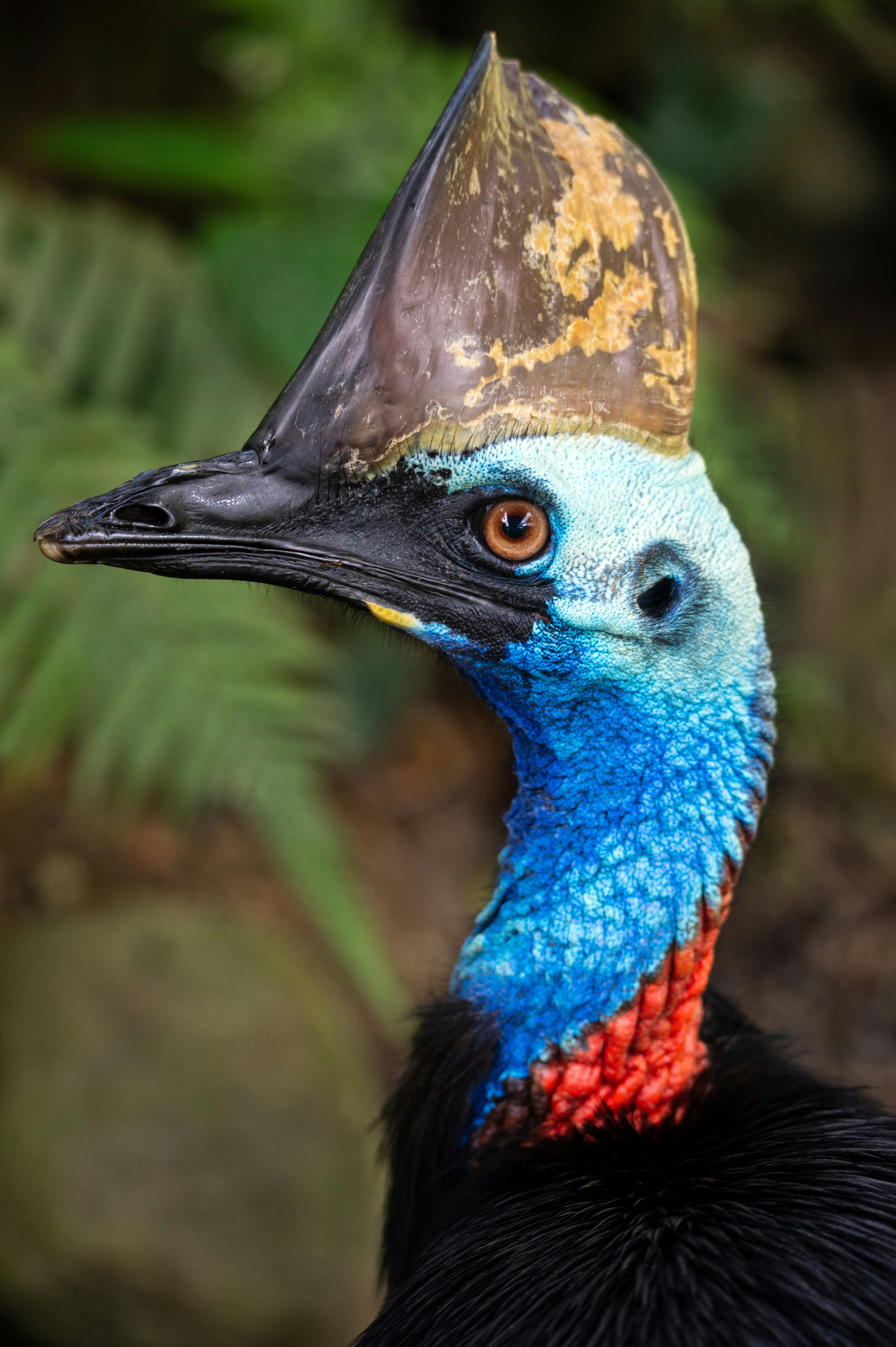 Southern Cassowary Chick Season — Mission Beach