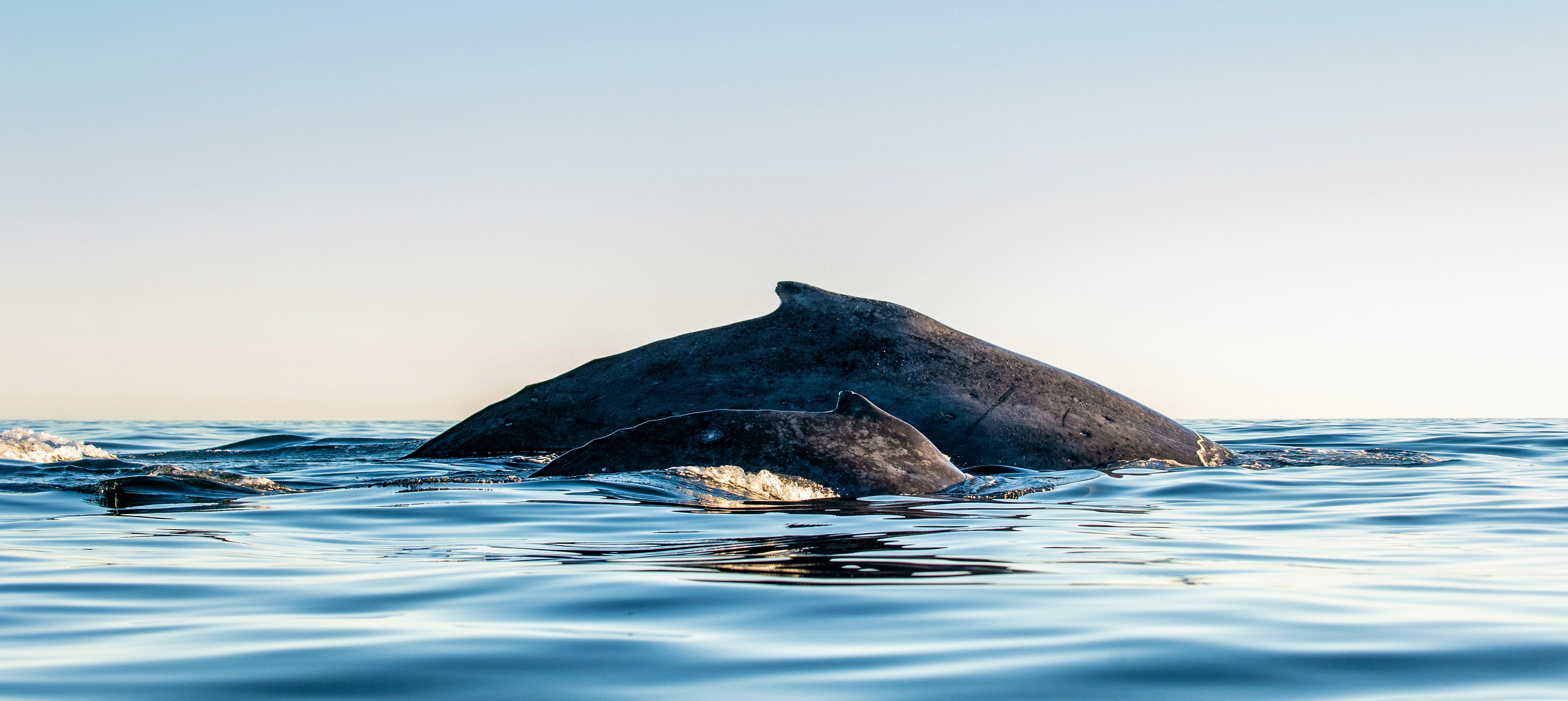 Southern Right Whale Calving — Head of Bight
