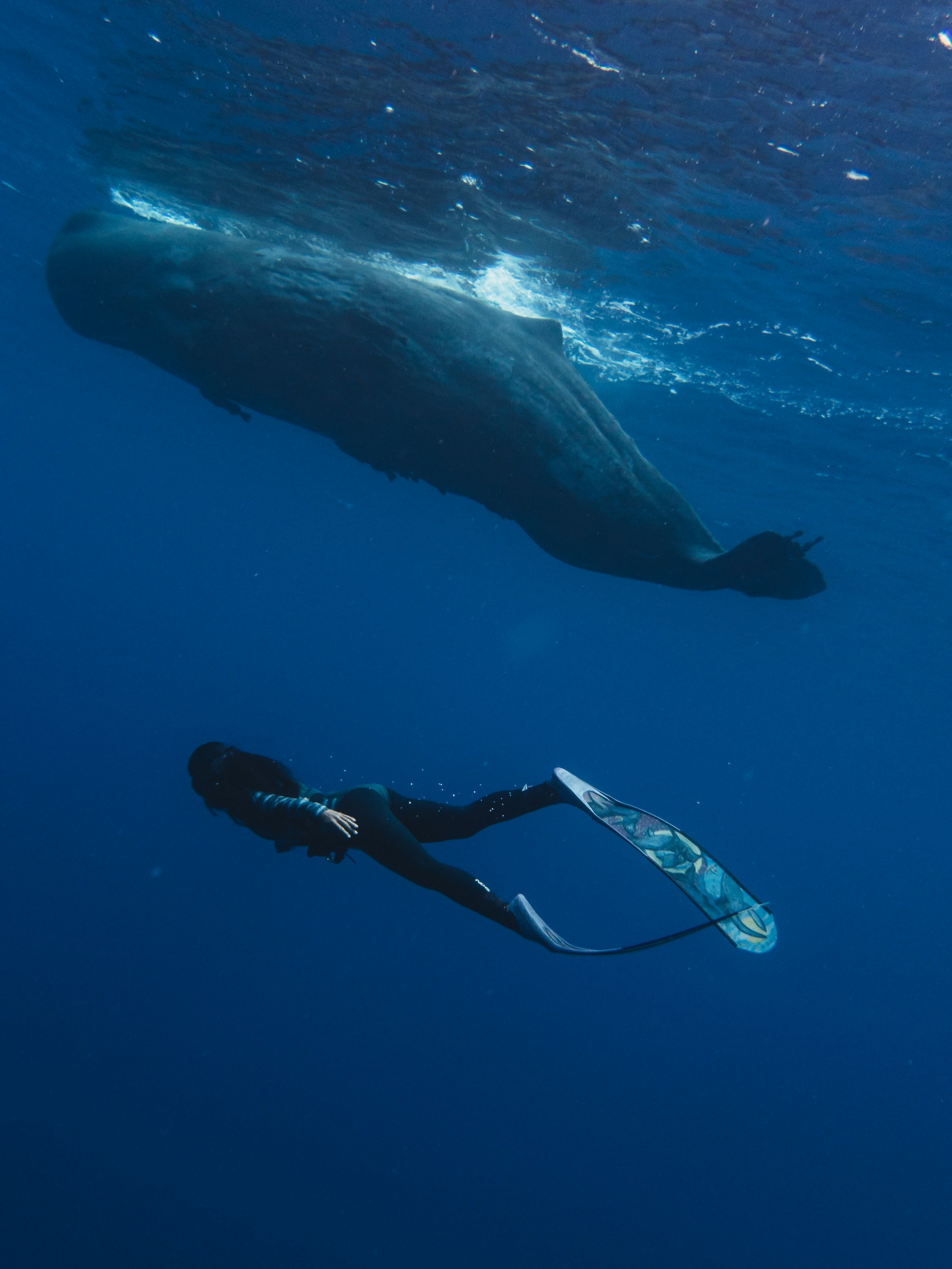 Sperm Whale Congregation — Kaikōura