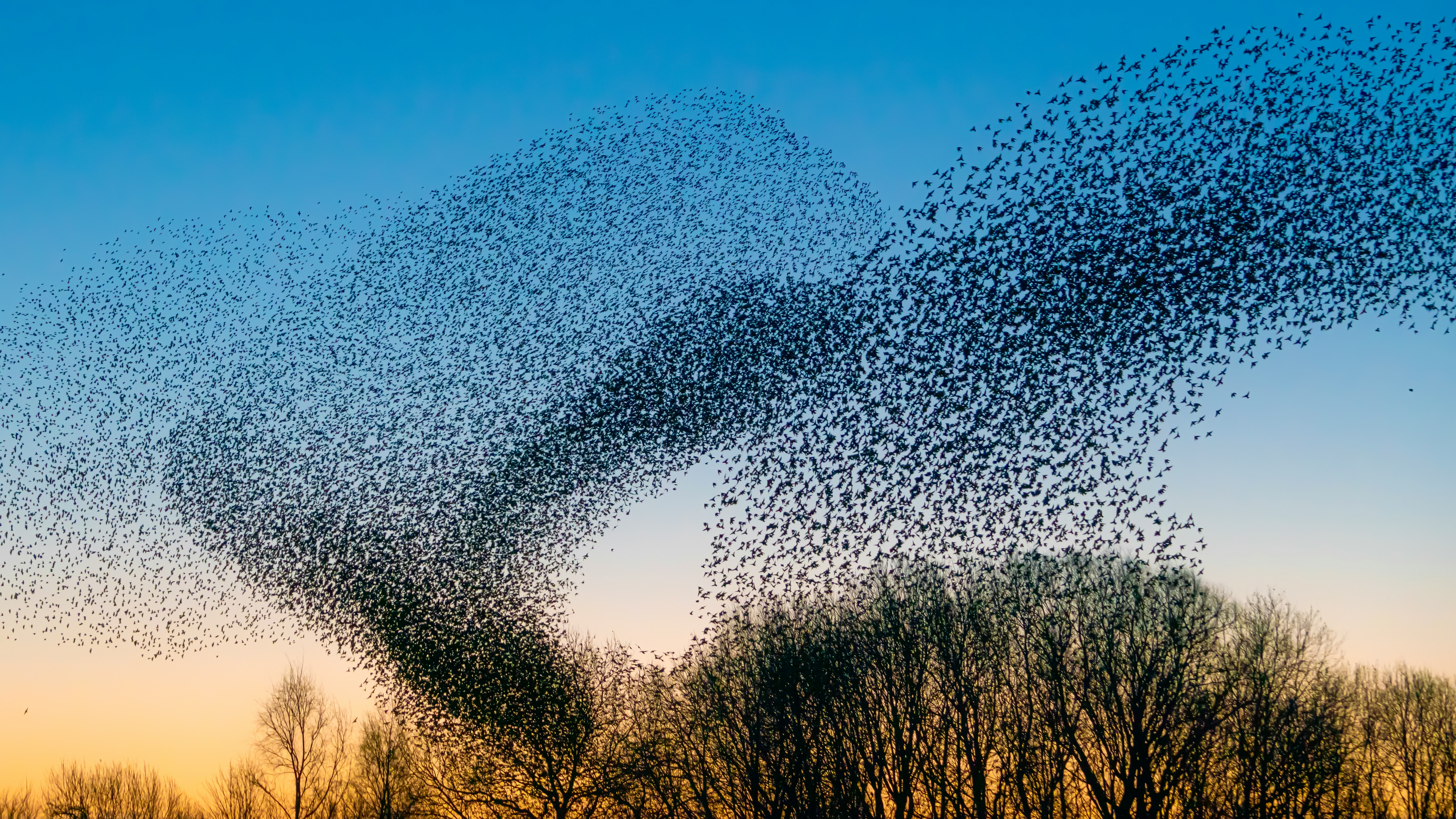 Starling Murmuration — Aventoft & Lower Rhine, Schleswig-Holstein / NRW