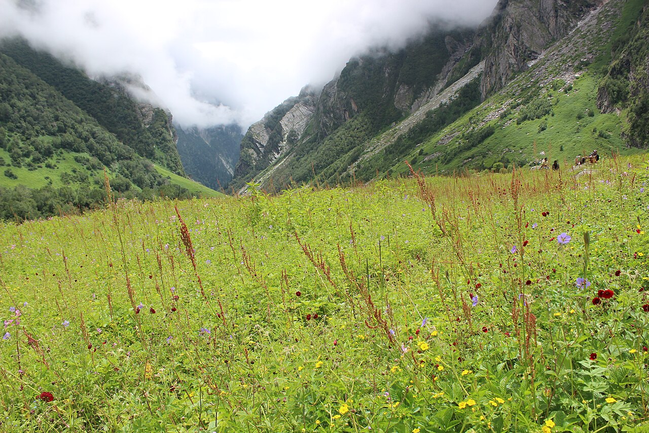 Valley of Flowers Bloom