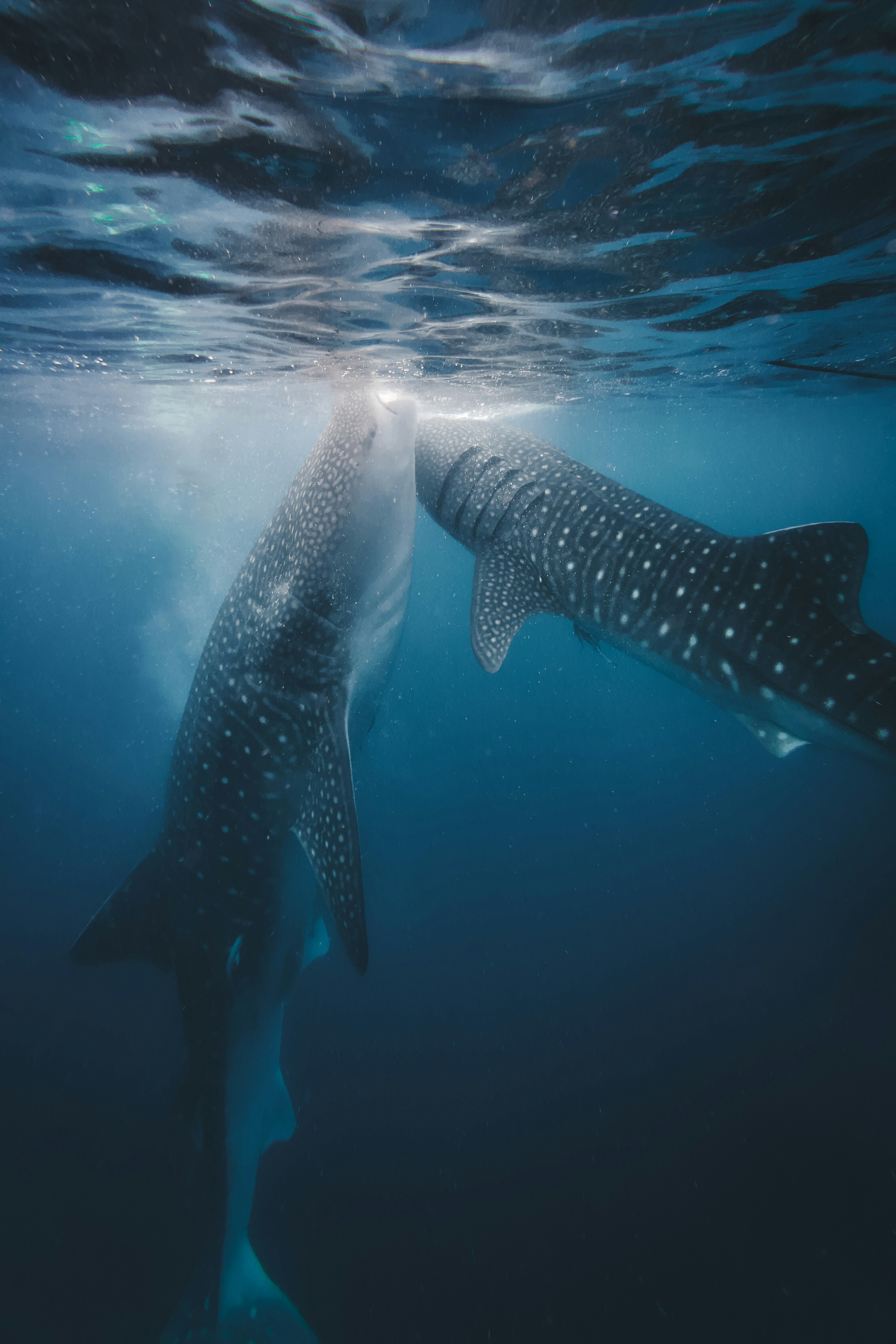 Whale Shark Aggregation