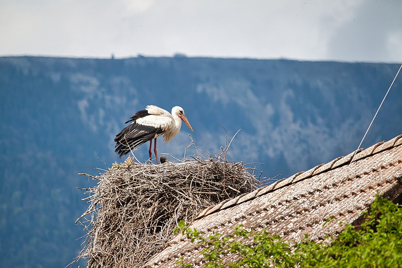 White Stork Return — Lüneburger Heide & Northern Germany