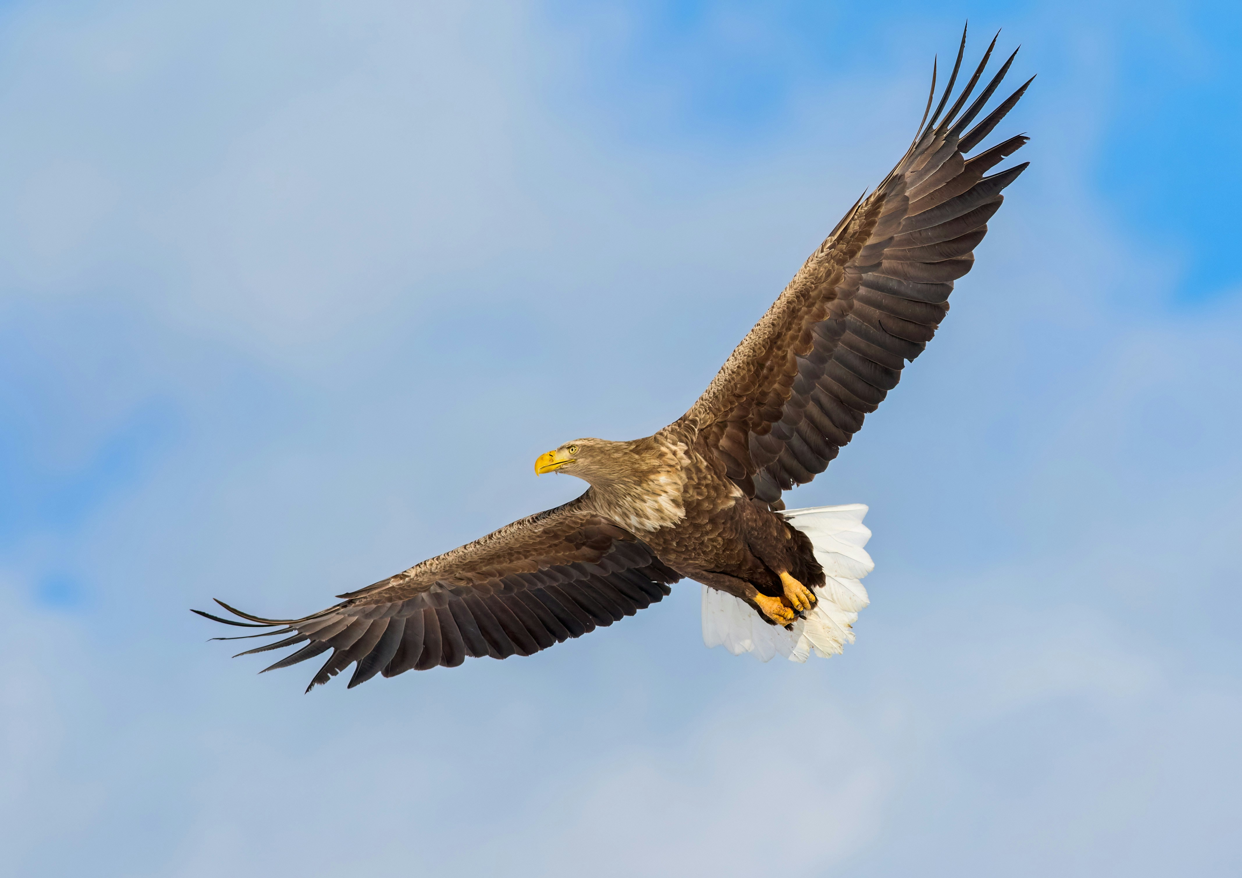 White-tailed Eagle Congregation — Müritz National Park, Mecklenburg-Vorpommern
