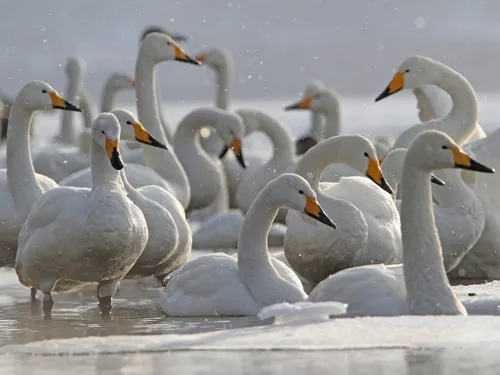 Whooper Swan & Pochard Winter Gathering — Ammersee, Bayern