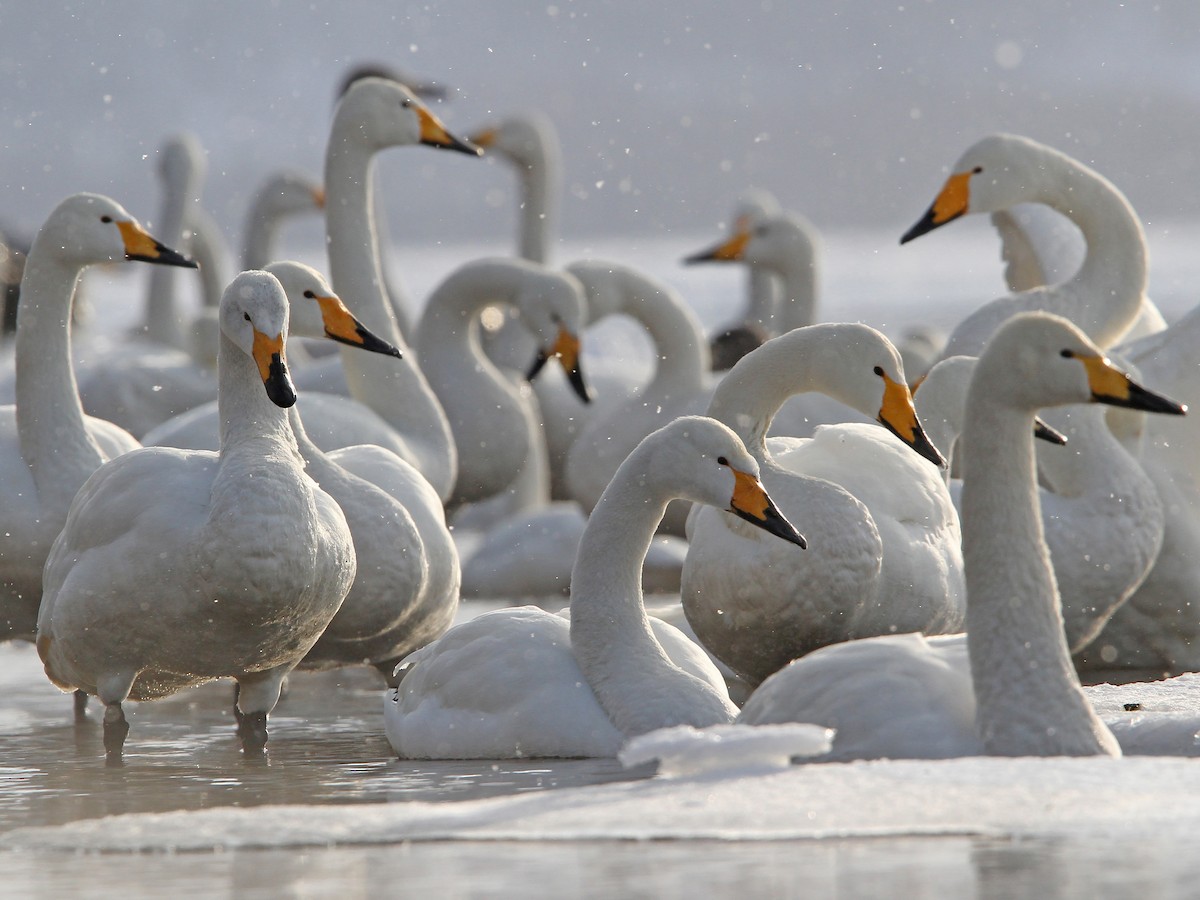 Whooper Swan Wintering — Cheorwon Plains