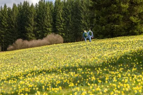 Wild Daffodil Bloom — Nationalpark Eifel & Sauerland, NRW