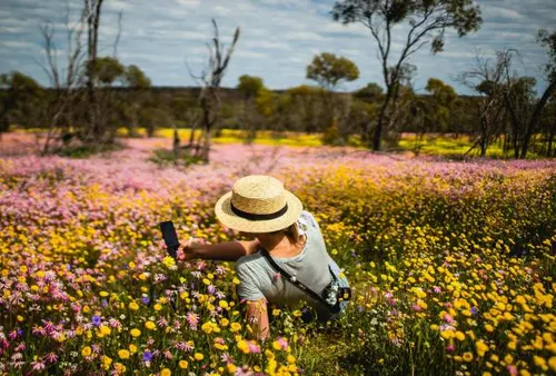 Wildflower Superbloom — Coalseam, Western Australia