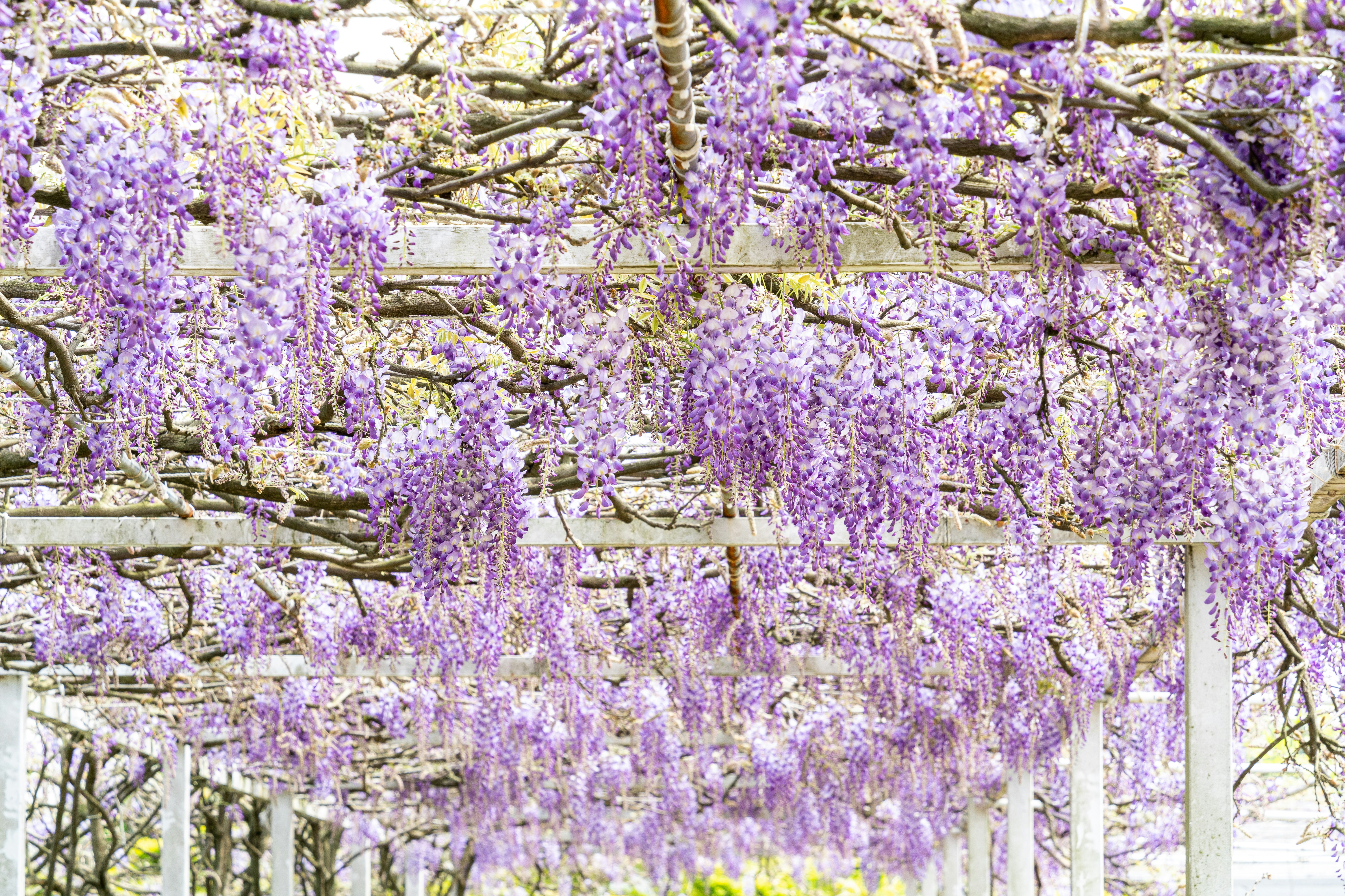 Wisteria Bloom — Ashikaga