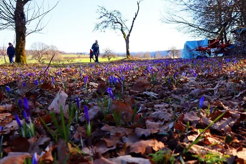 Zavelsteiner Wild Crocus Bloom — Bad Teinach-Zavelstein, Baden-Württemberg