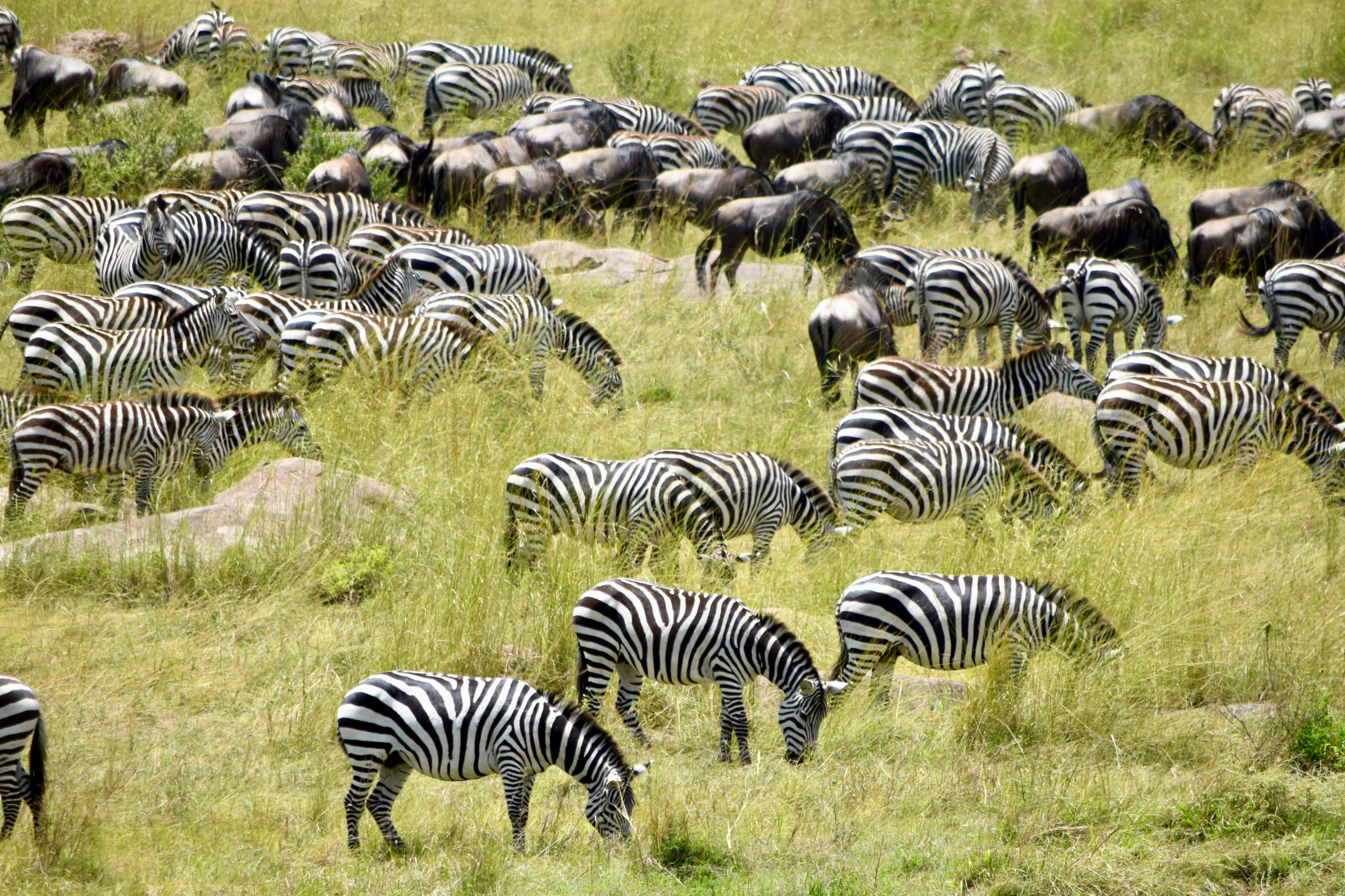 Zebra Migration — Nxai Pan